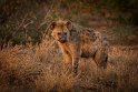 020 Timbavati Private Game Reserve, gevlekte hyena